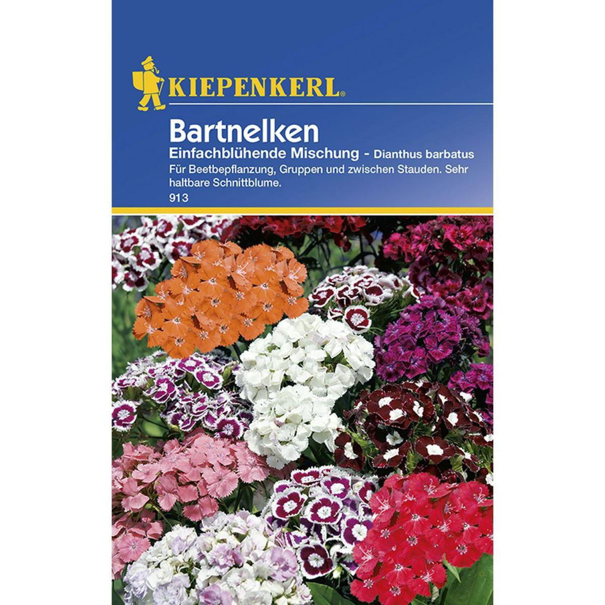 Kiepenkerl Bartnelken einfachblühende Mischung