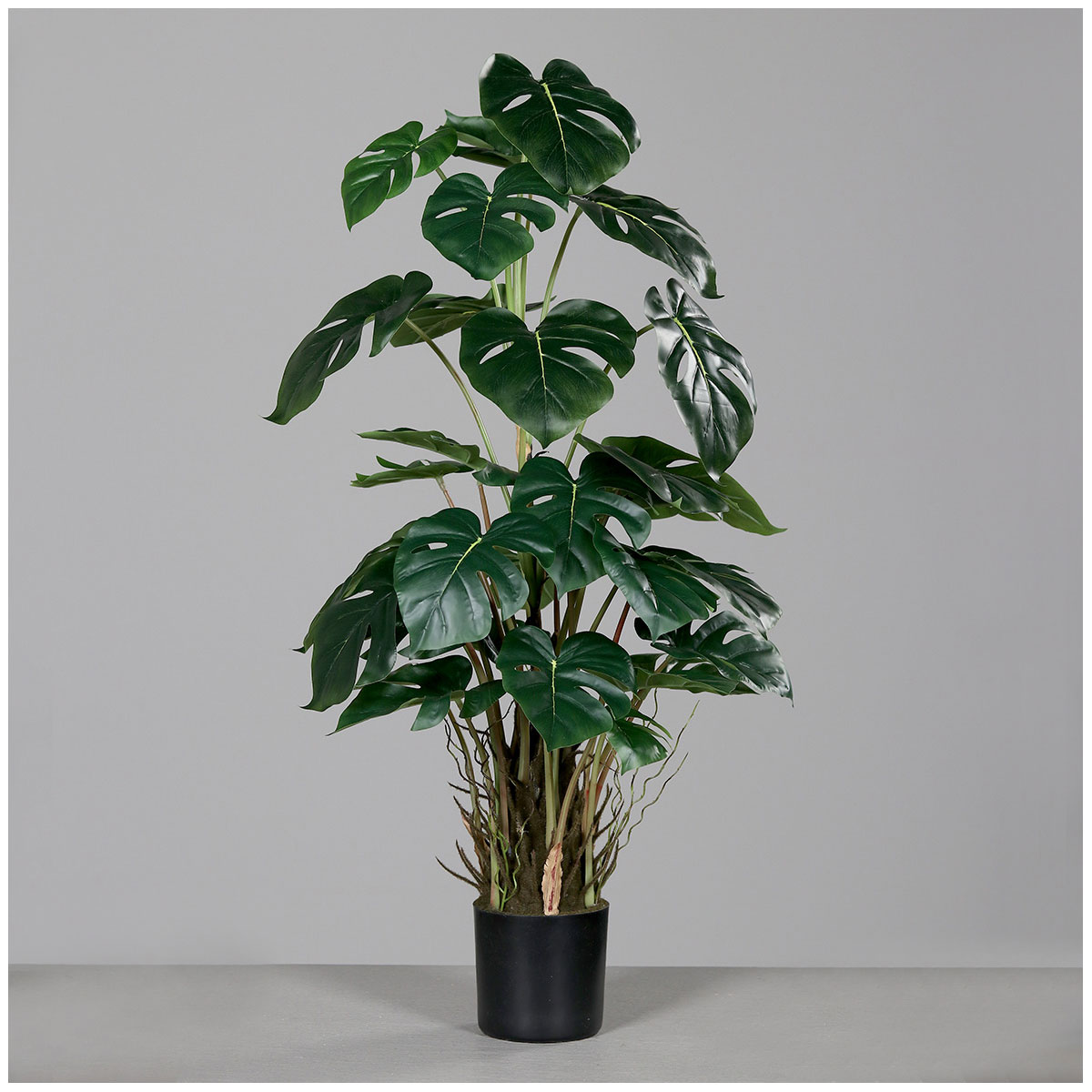 Monstera Kunststofftopf schwarz 82 cm Monstera Kunststofftopf schwarz 82 cm
