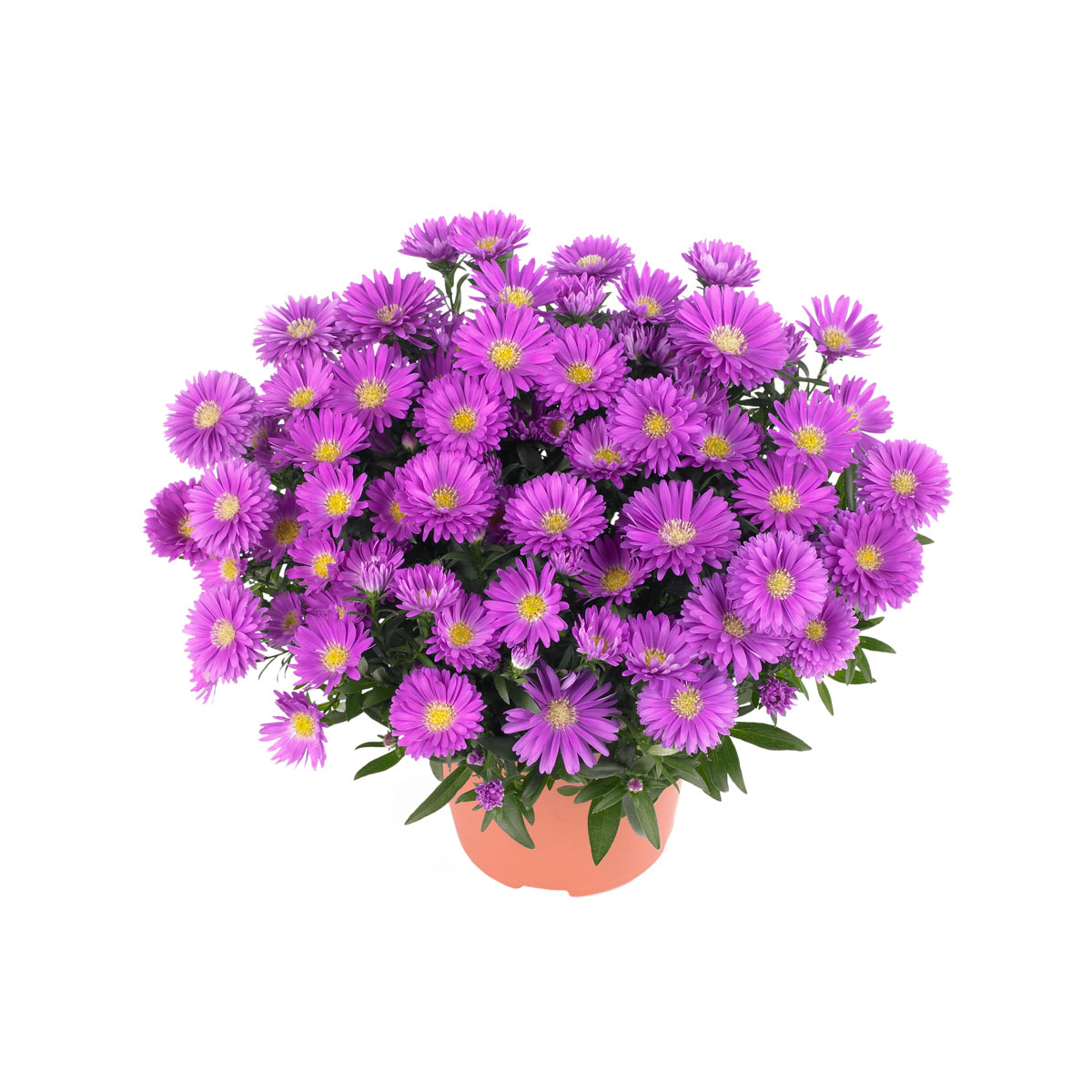Plantiflor  Herbst-Aster Topf Durchmesser 11 cm Bild 2