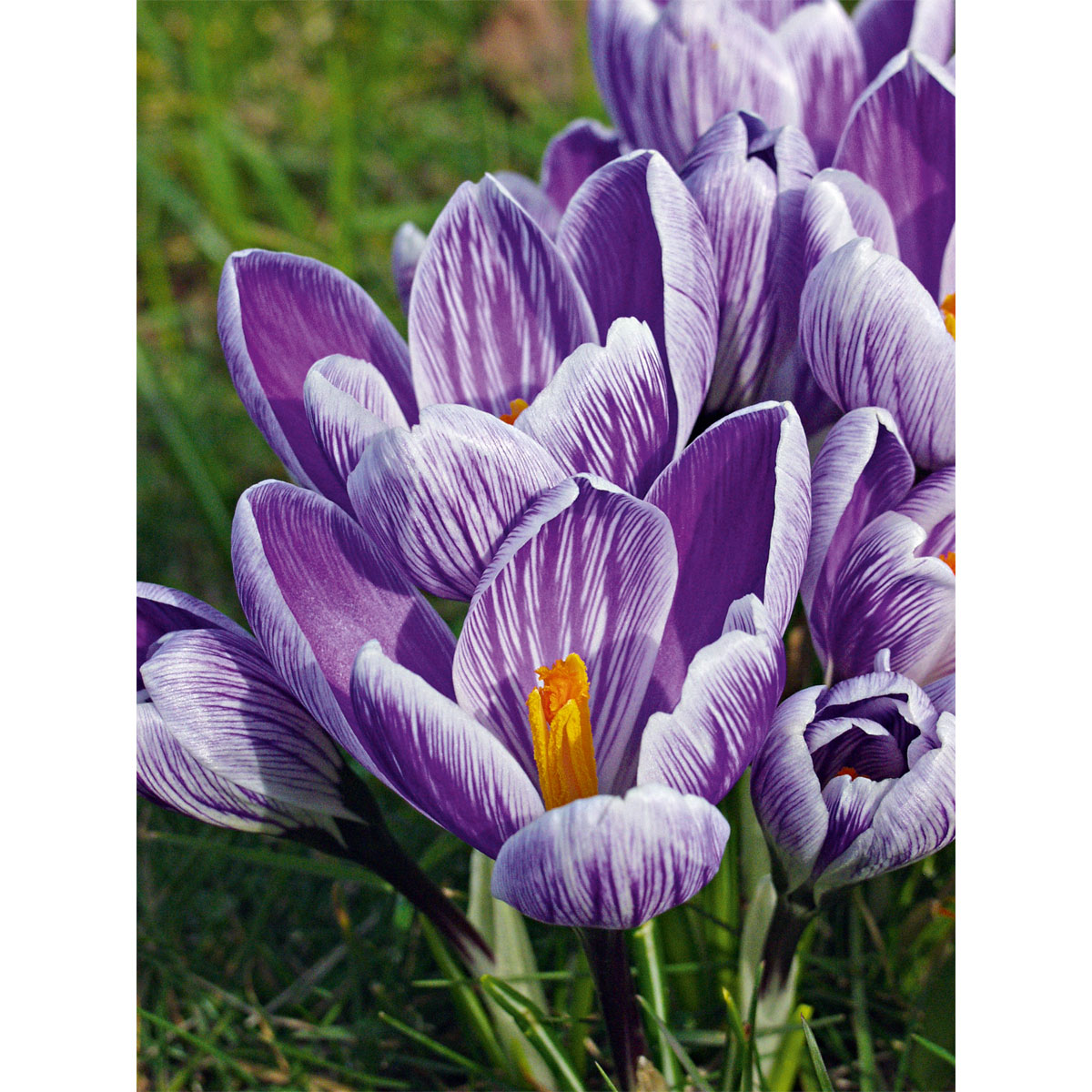 Plantiflor Krokus Crocus-Hybride Topf Durchmesser 10,5 cm