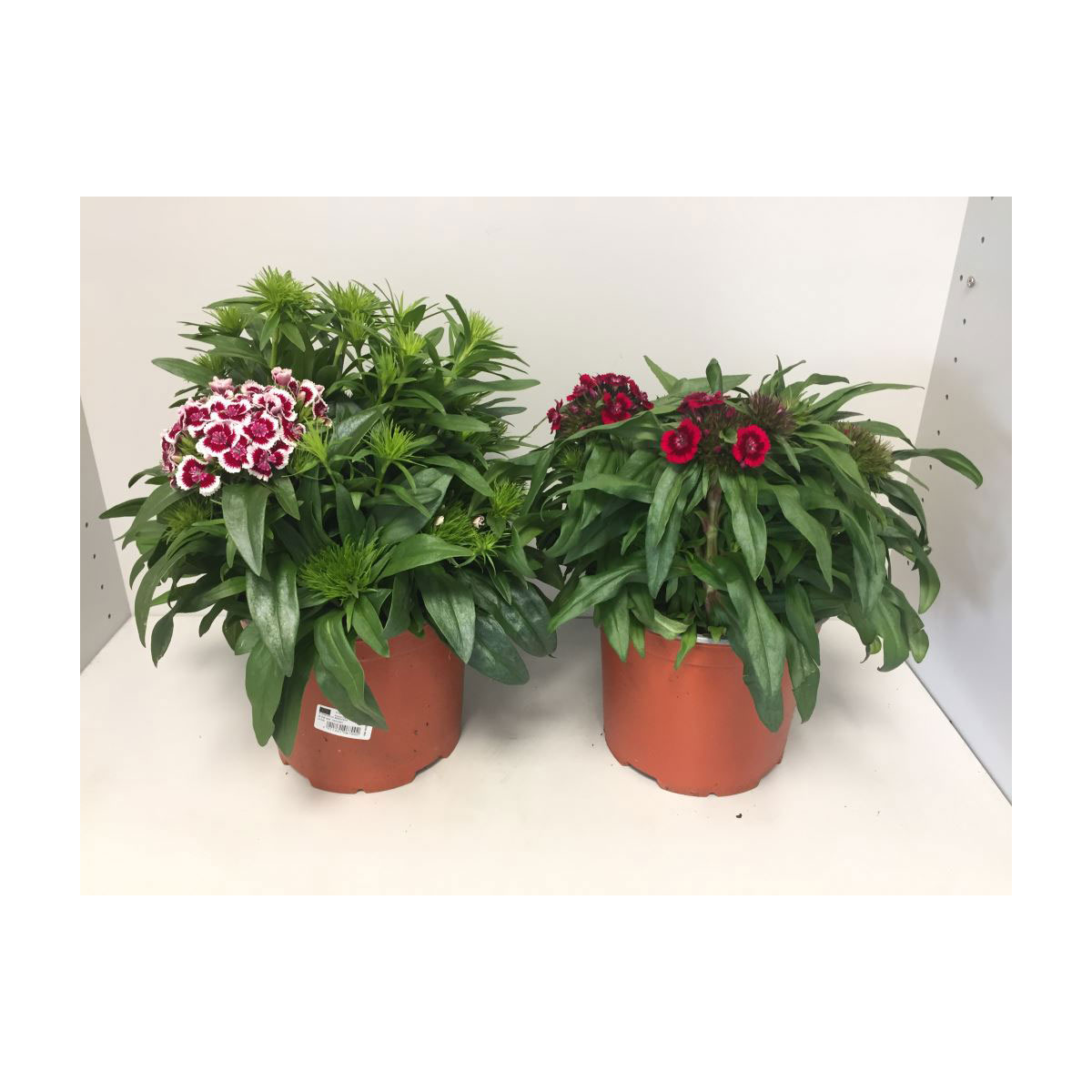 Plantiflor  Bartnelke P19