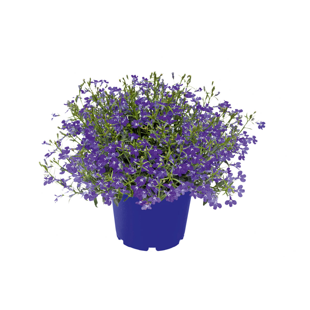 Plantiflor  Männertreu Richardii Topf 13 cm