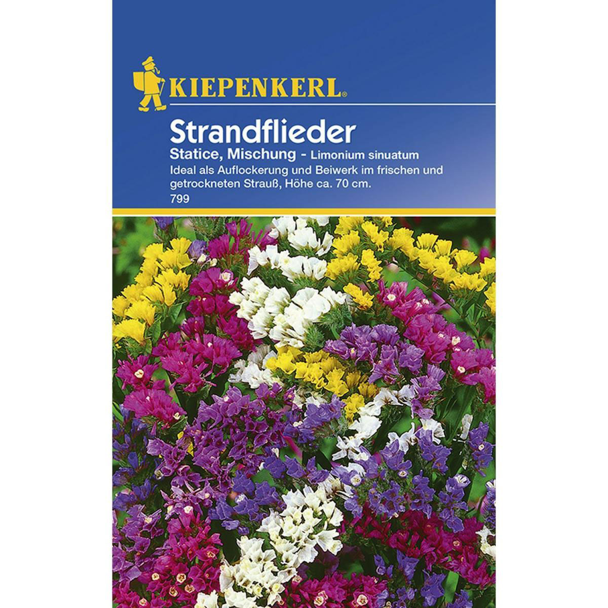 Kiepenkerl Statice Mischung