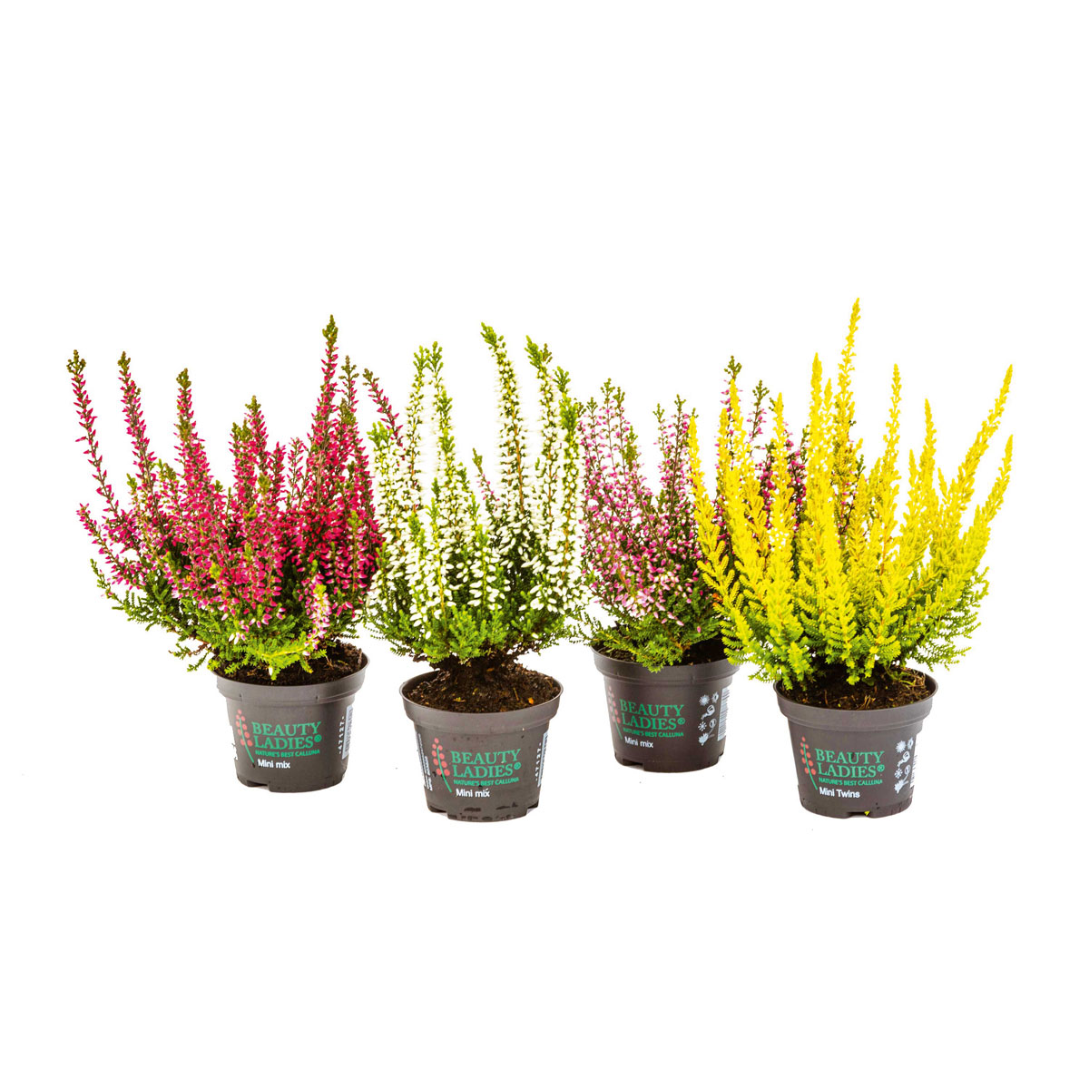 Plantiflor  Knospenheide Beauty Ladies Topf Durchmesser 9,5 cm