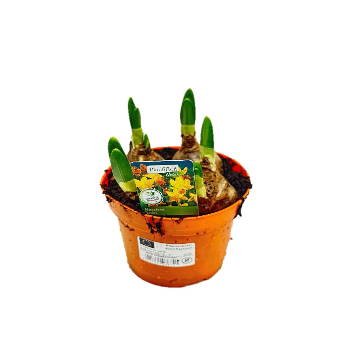 Plantiflor Narzisse Jetfire Topf Durchmesser 10,5 cm