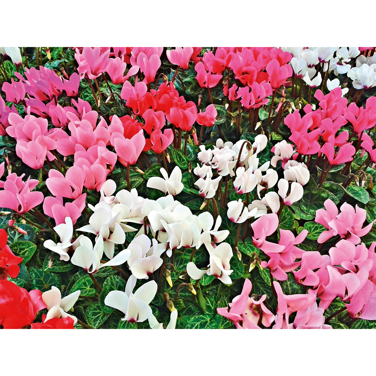 Plantiflor  Alpenveilchen Topf Durchmesser 10,5 cm Bild 5