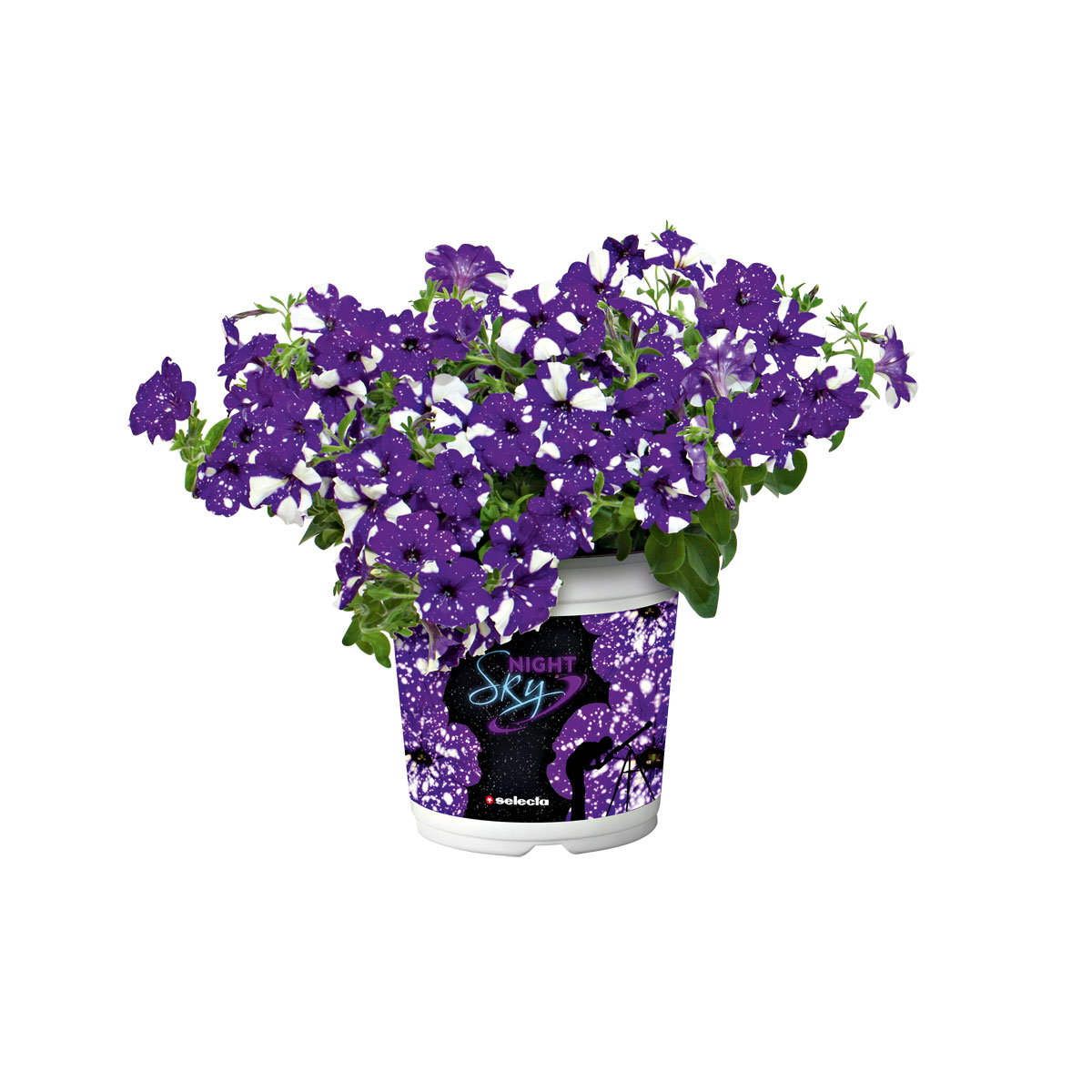 Plantiflor  Petunie Night Sky Topf Durchmesser 12 cm