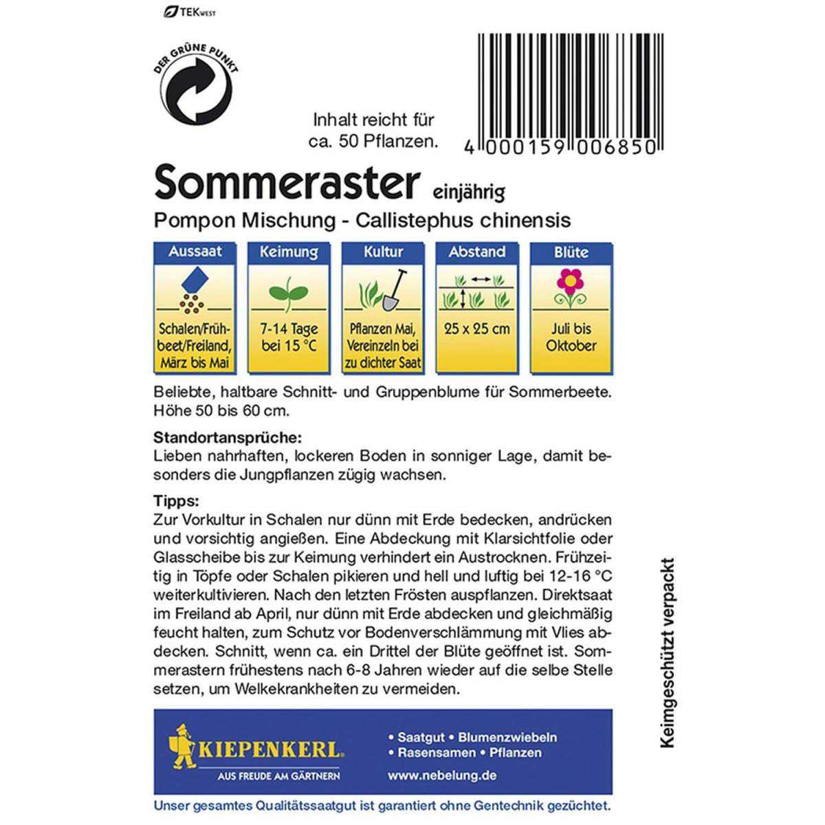 Kiepenkerl Sommeraster Pompon Mischung Bild 2