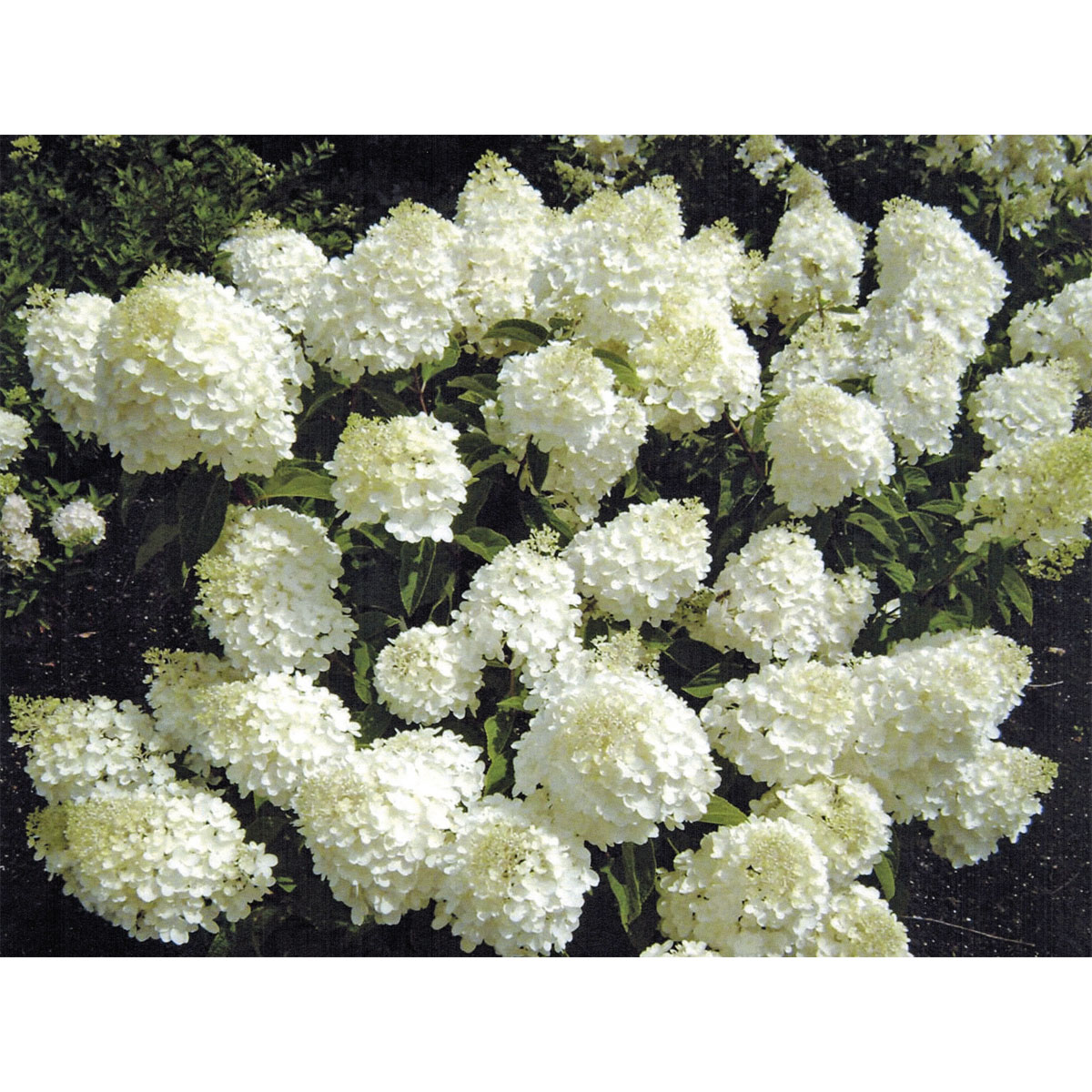 Rispenhortensie Living Creations Topf- Durchmesser 23 cm Bild 3