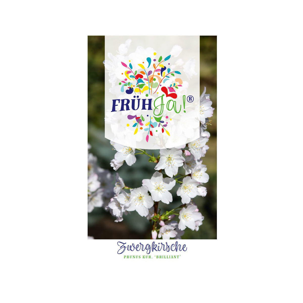 Plantiflor  Kurilenkirsche Brilliant Topf Durchmesser 23 cm