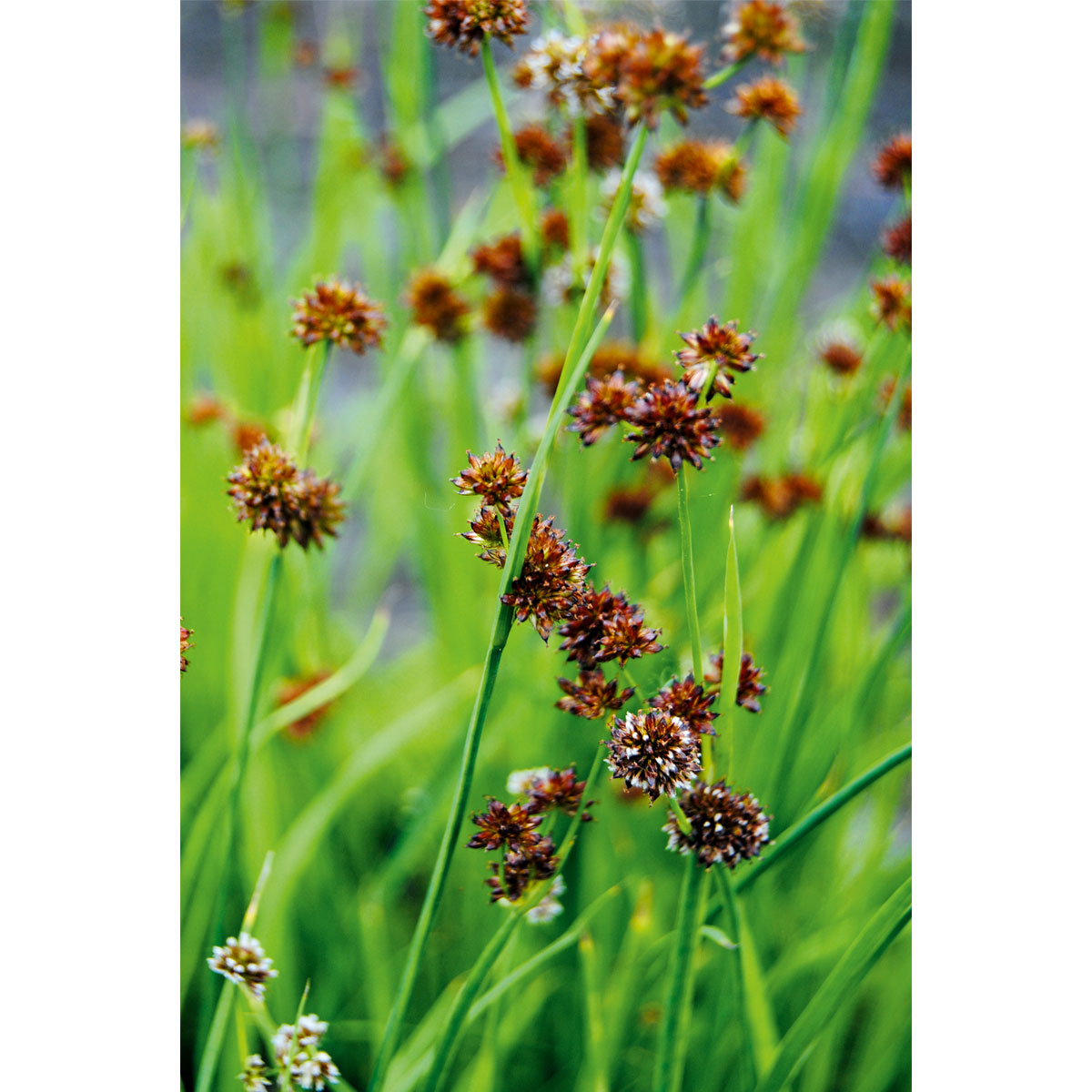 Plantiflor  Zwergbinse verschiedne Sorten Topf Durchmesser 9 cm