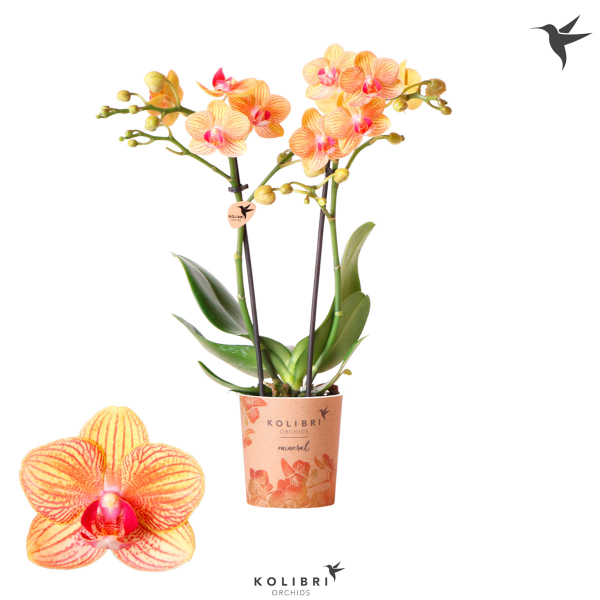 Plantiflor  Schmetterlingsorchidee Topf- Durchmesser 9 cm Bild 2