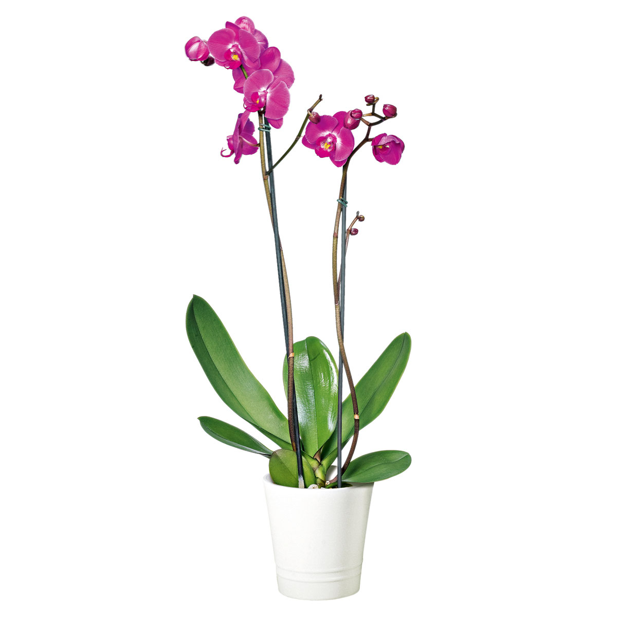 Plantiflor Schmetterlingsorchidee Topf Durchmesser 12 cm Bild 3