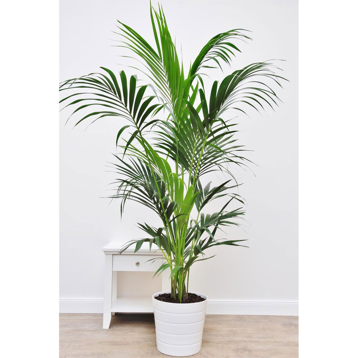 Kentia Palme 180190 cm Tuff K000055317