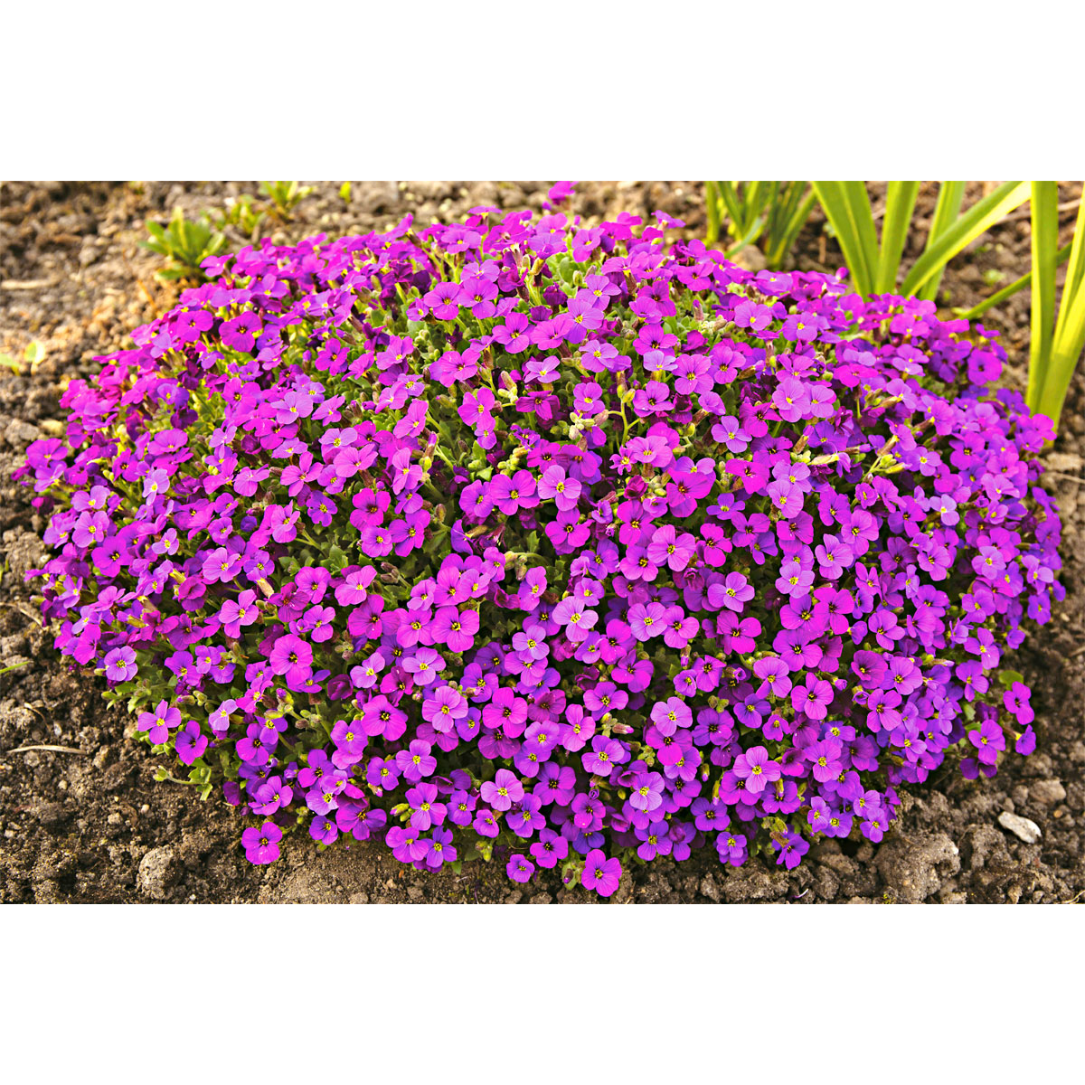 Plantiflor  Frühlingsstauden Topf Durchmesser 11 cm Bild 2