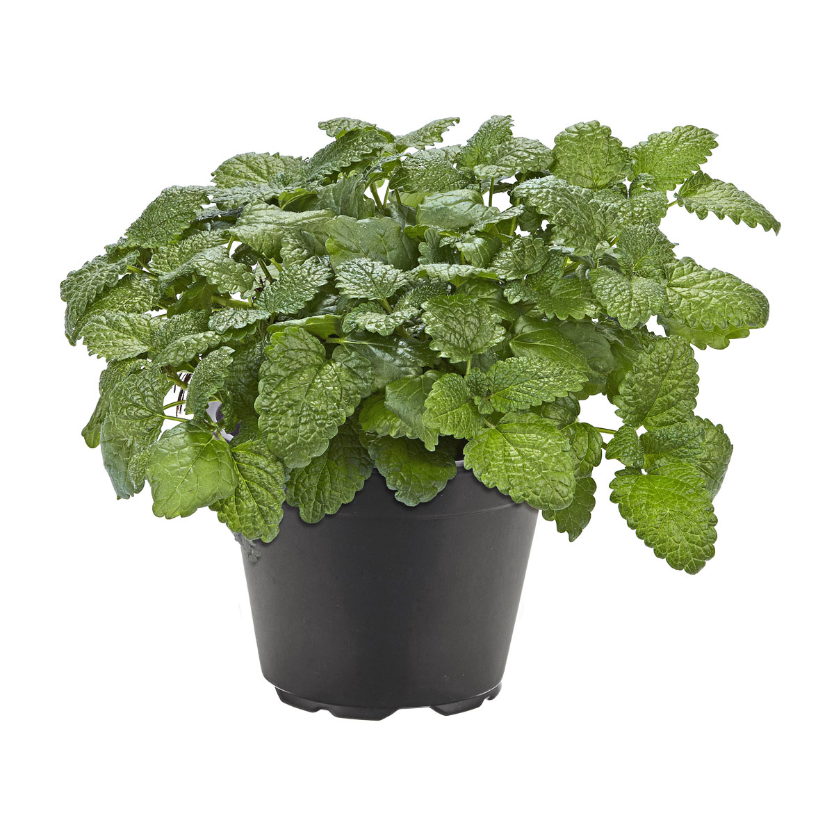 Plantiflor  Gourmetkräuter Melisse im Topf Durchmesser 12 cm