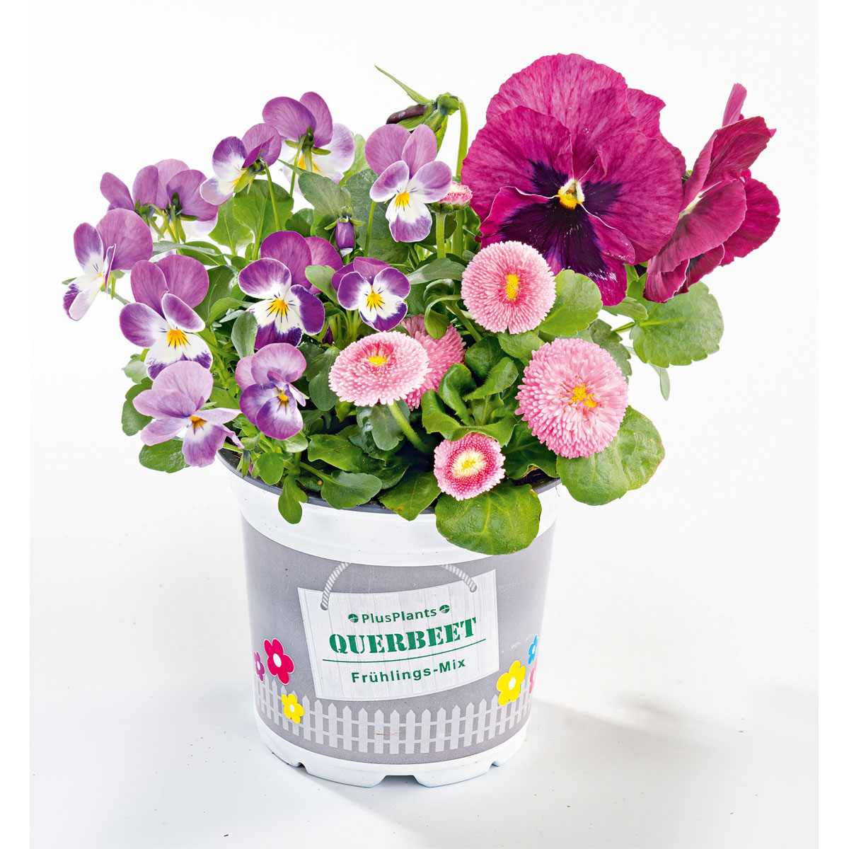 Plantiflor  Frühlings-Mix Topf Durchmesser 13 cm Bild 2