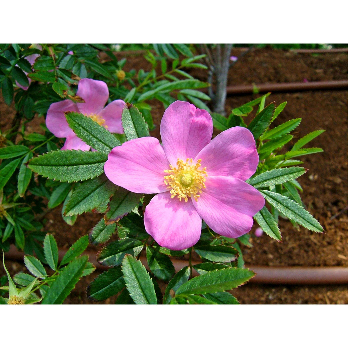 Plantiflor  Wildrose Biene Maja Topf Durchmesser 17 cm