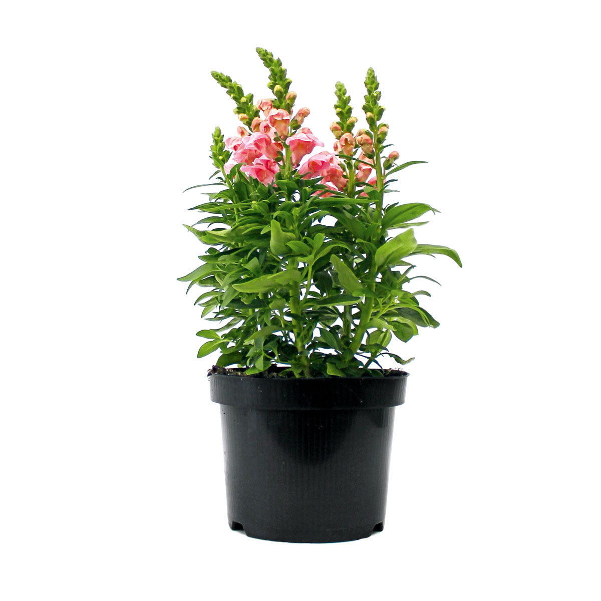 Plantiflor  Löwenmäulchen Topf Durchmesser 13 cm Bild 1