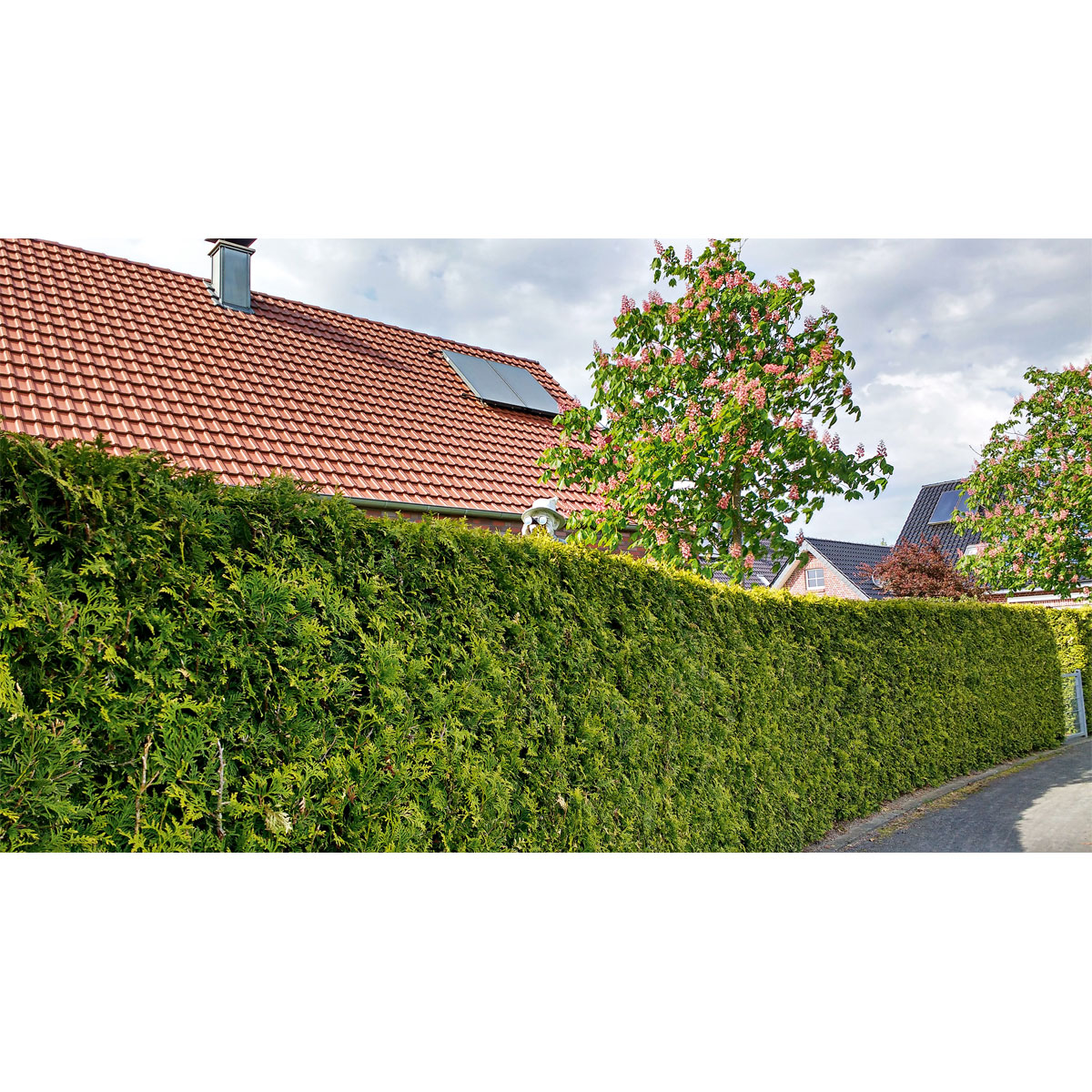 Plantiflor  Lebensbaum Smaragd Topf- Durchmesser ca 23 cm Bild 4