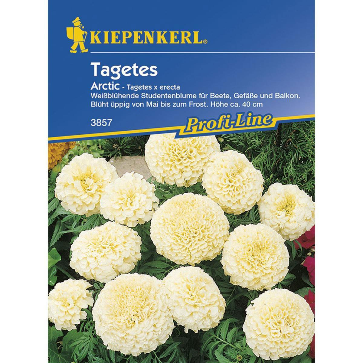 Kiepenkerl Tagetes erecta Arctic Profi-Line