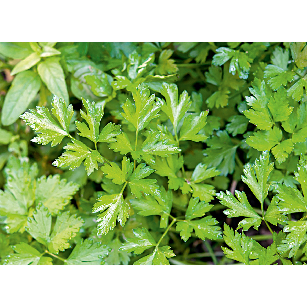 Plantiflor Gourmetkräuter Aroma-Petersilie Topf Durchmesser 12 cm Bild 3