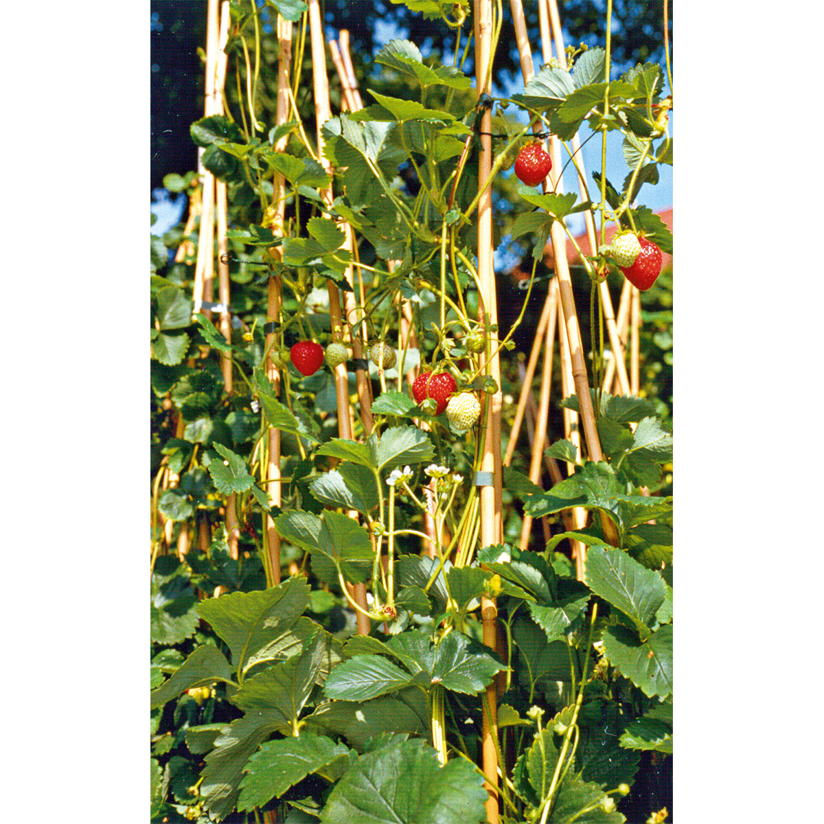 Plantiflor  Gourmetkräuter Klettererdbeere Topf 12 cm