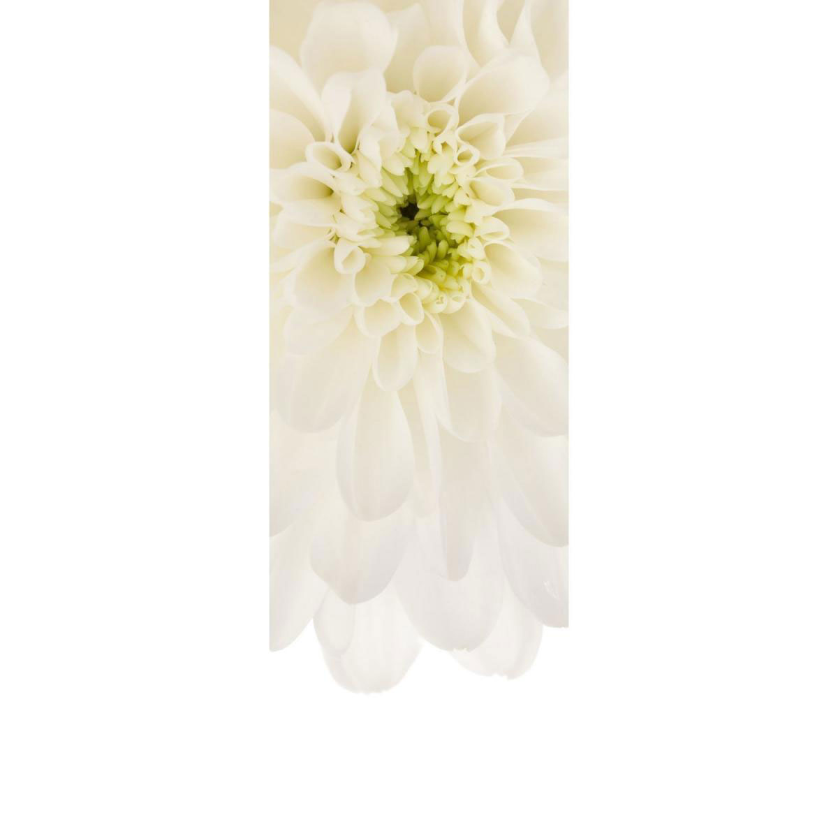 Komar Vlies-Fototapete Beautiful 1-teilig 100 x 280 cm