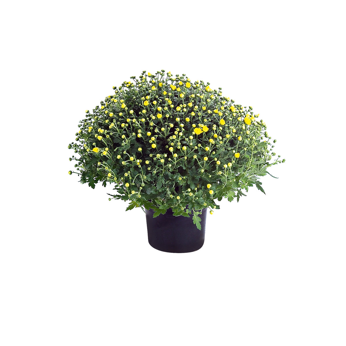 Plantiflor  Chrysanthemen-Busch Topf Durchmesser 19 cm