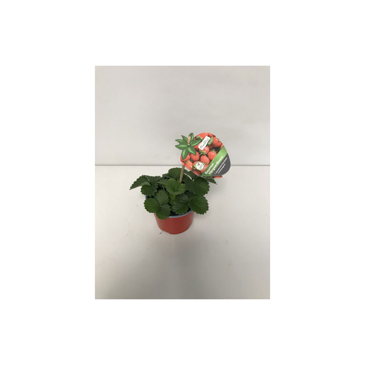 Plantiflor  Gourmet Erdbeere Topf Durchmesser 12 cm