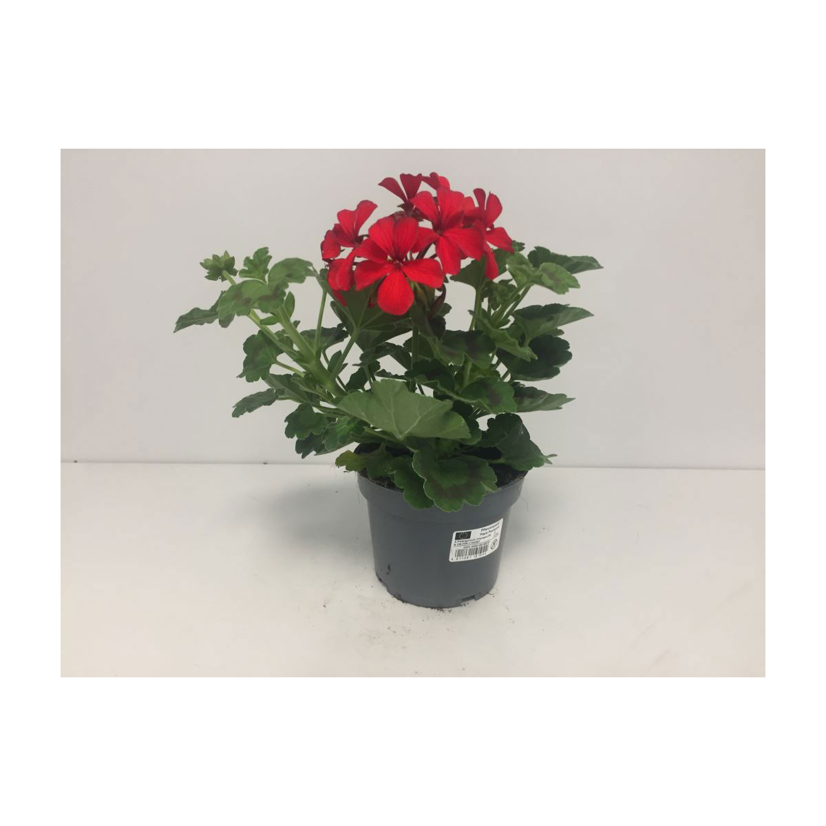 Plantiflor  Pelargonie Calliope Topf Durchmesser 12 cm