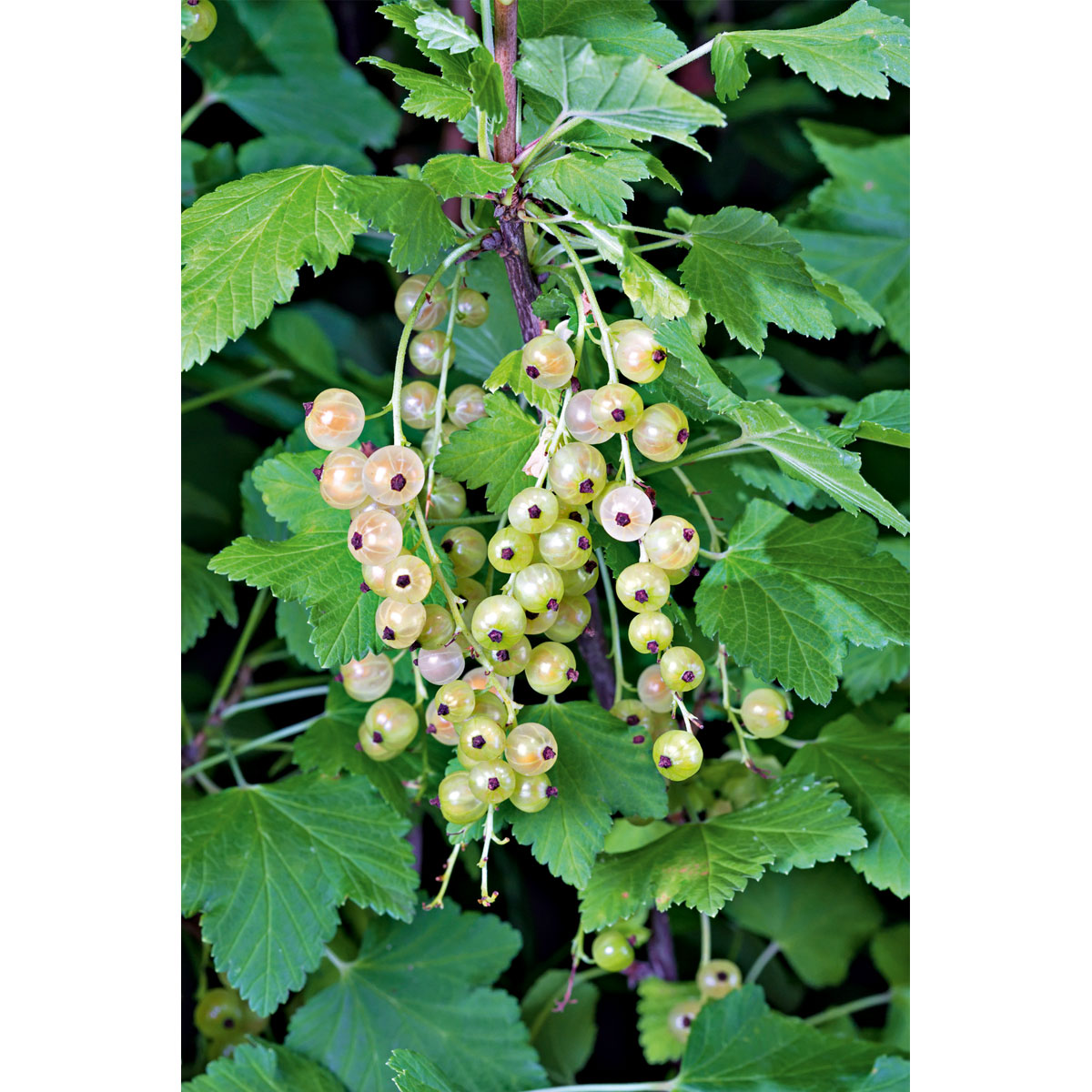 Plantiflor  Johannisbeere weiß Topf Durchmesser 17 cm Bild 2