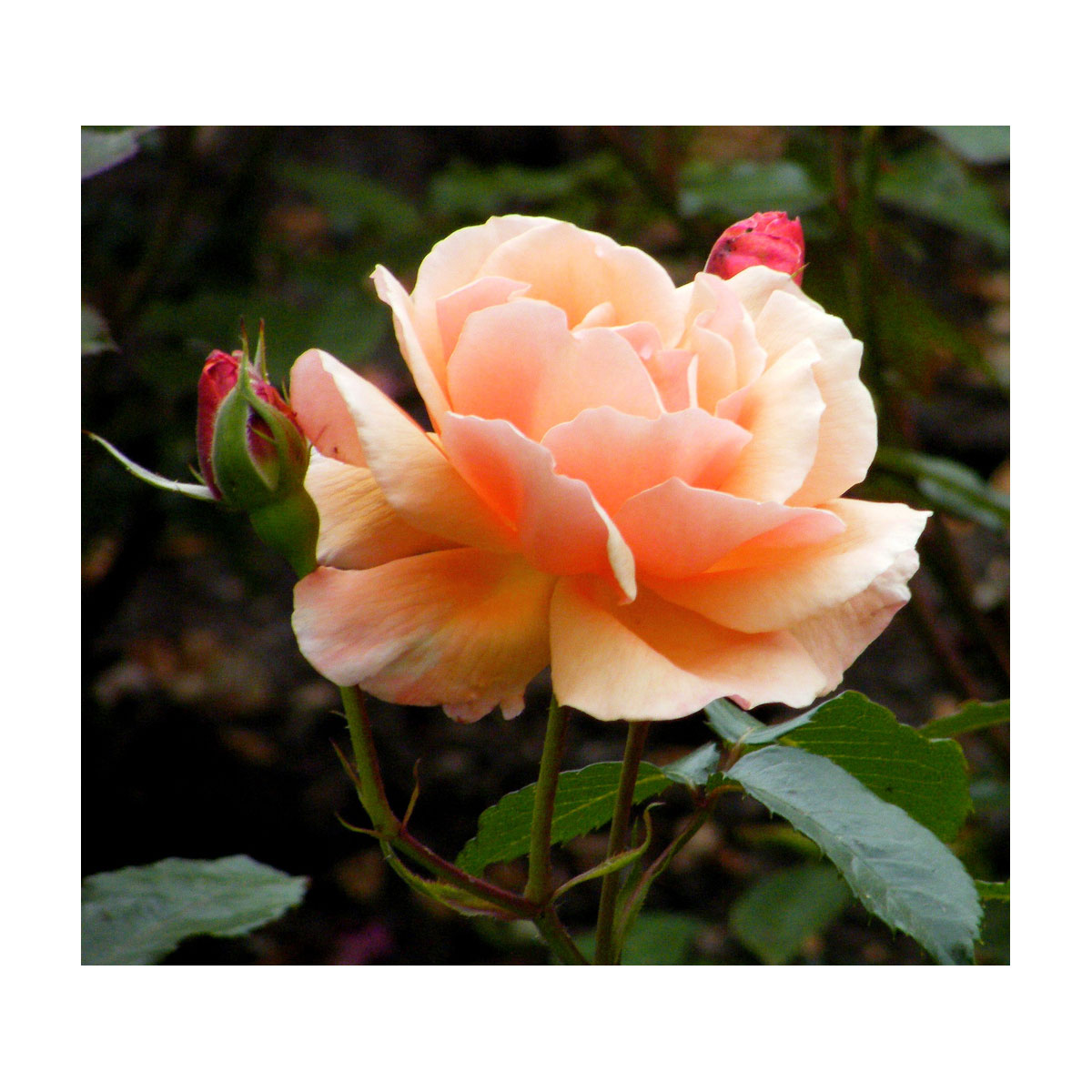 Plantiflor  Beetrose Orange Topf Durchmesser 23 cm