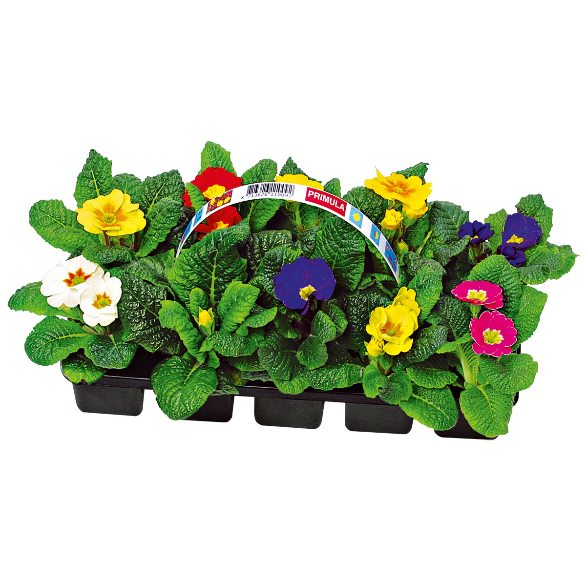 Plantiflor  Primel, 10er Pack