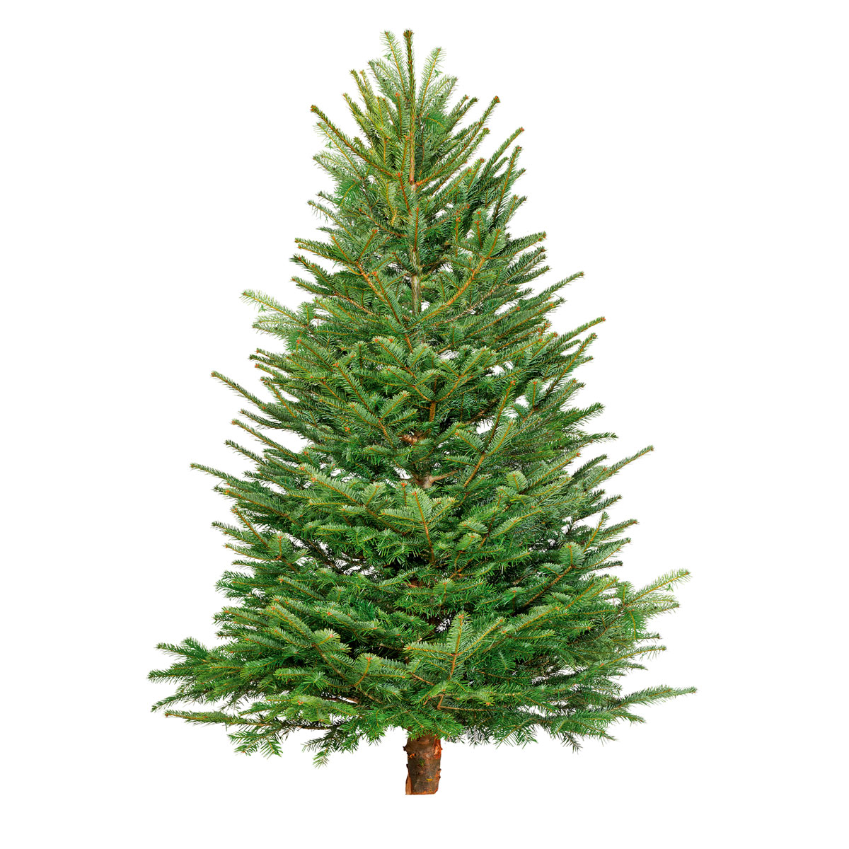 Plantiflor BIO Nordmanntanne 150-190 cm 