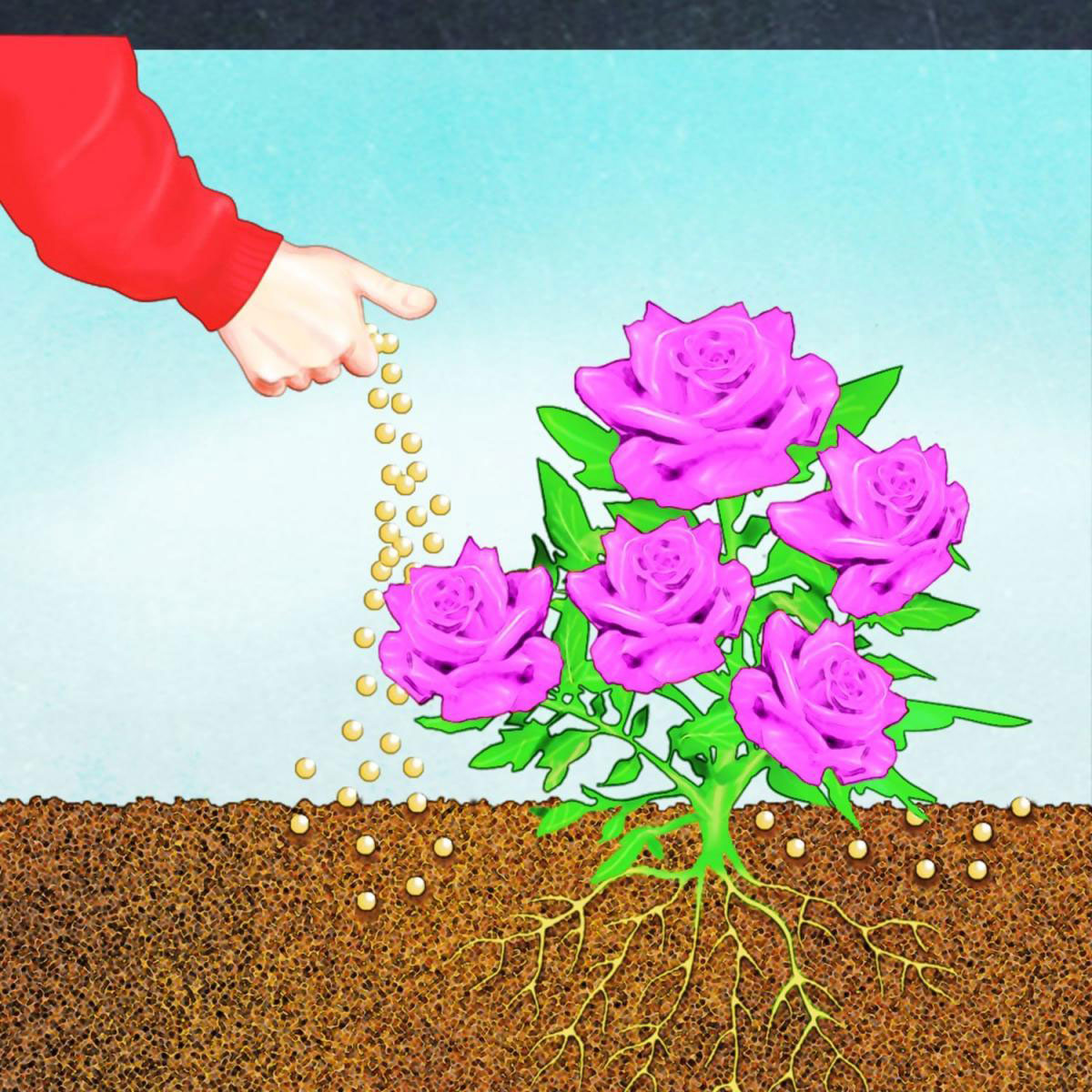 Compo BIO Rosen Langzeit-Dünger mit Schafwolle 2 L Bild 5