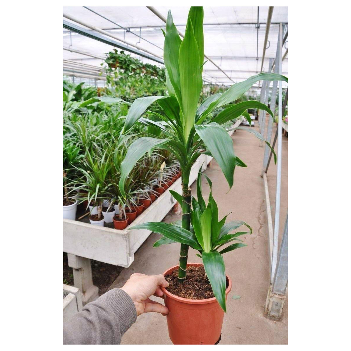 Drachenbaum Craig 2er 90100 cm 19 cm Topf K000055230