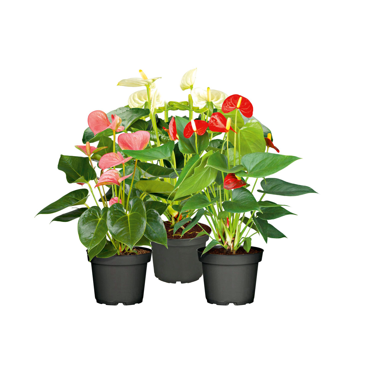 Plantiflor  Flamingo-Blume Pink T14 Bild 2