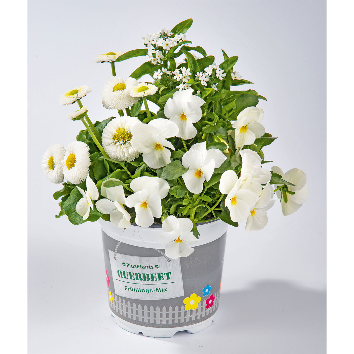 Plantiflor  Frühlings-Mix Topf Durchmesser 13 cm Bild 4