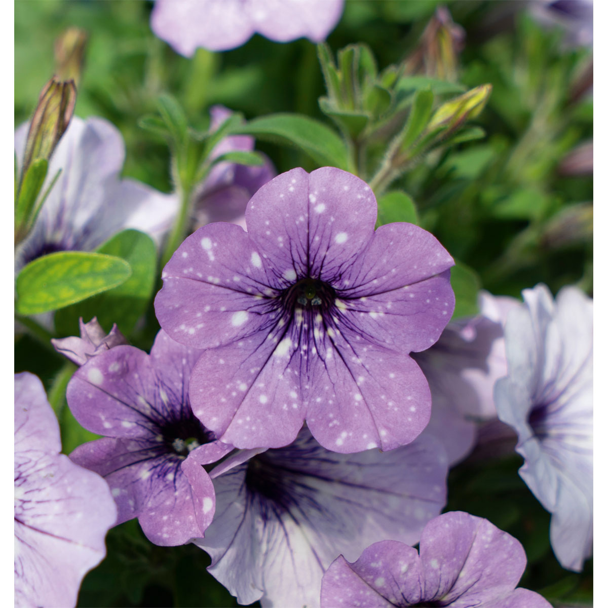 Plantiflor Petunie Sky Family Topf Durchmesser 12 cm Bild 8