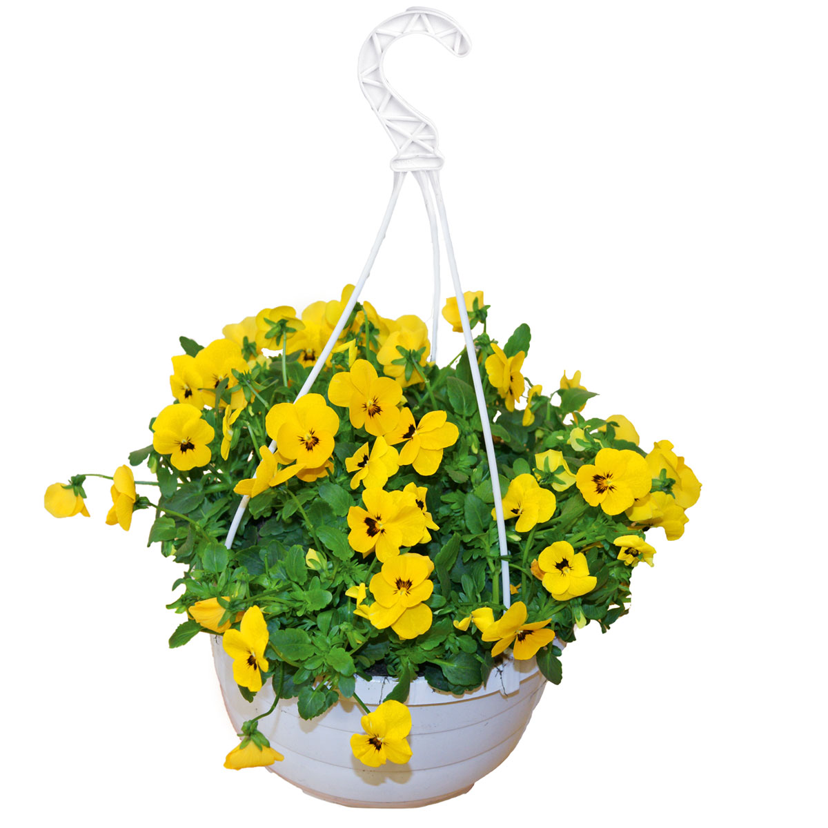 Plantiflor  Hornveilchen Ampel Durchmesser 25 cm