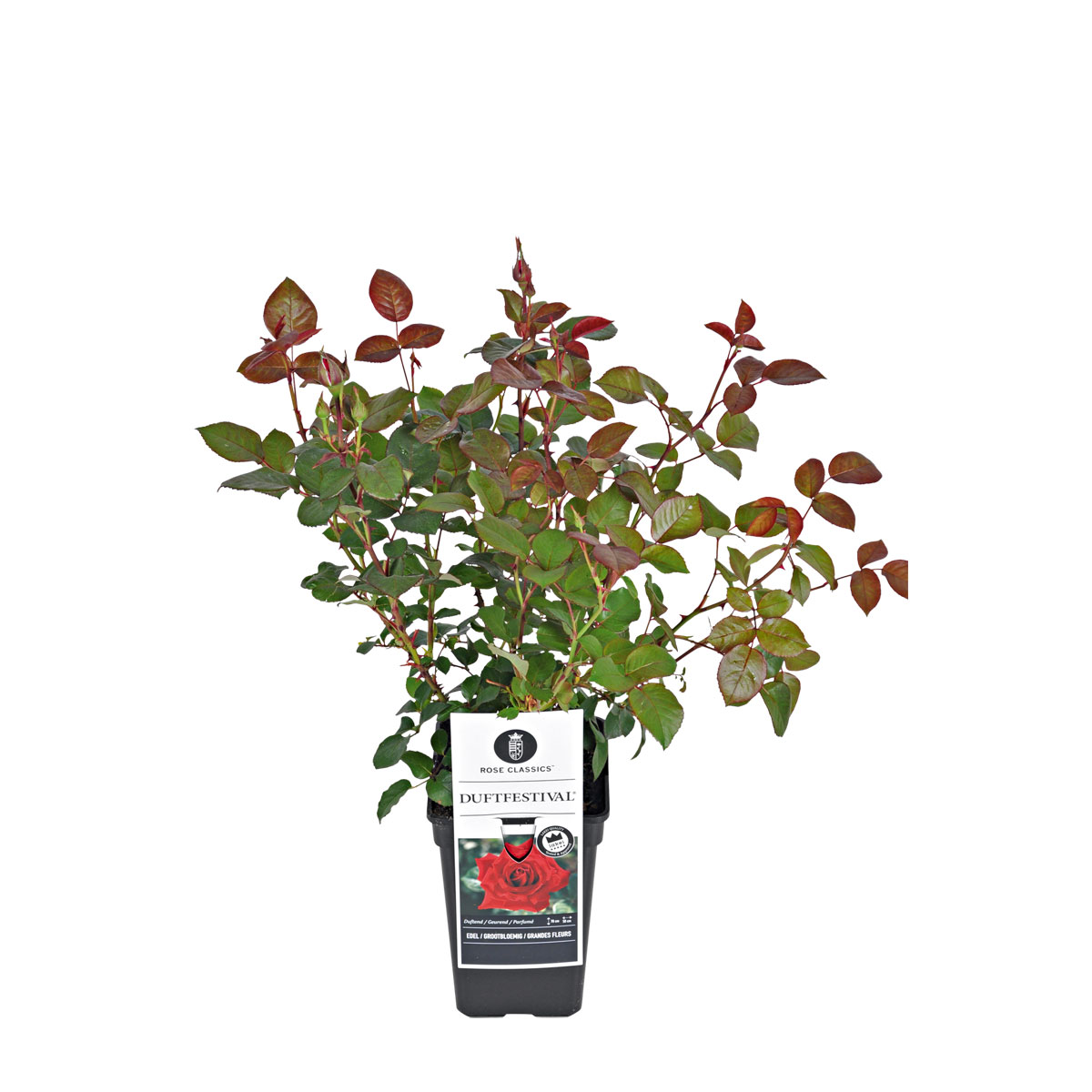 Plantiflor  Edel-Duftrose rot Topf 23 cm Bild 3