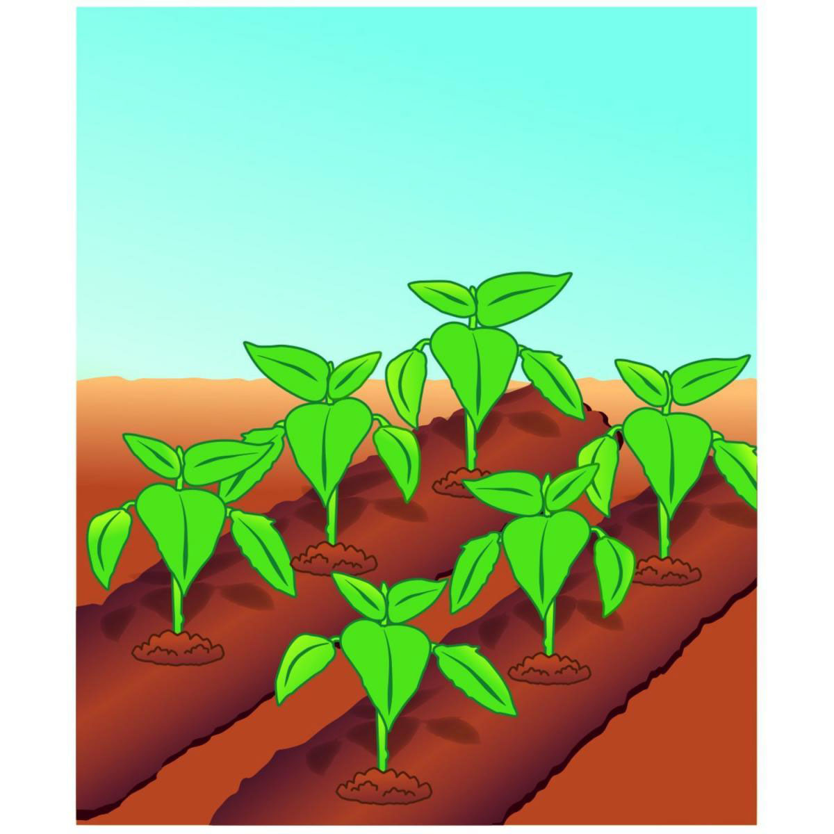 Compo BIO Tomaten- und Gemüseerde torffrei 40 L Bild 3