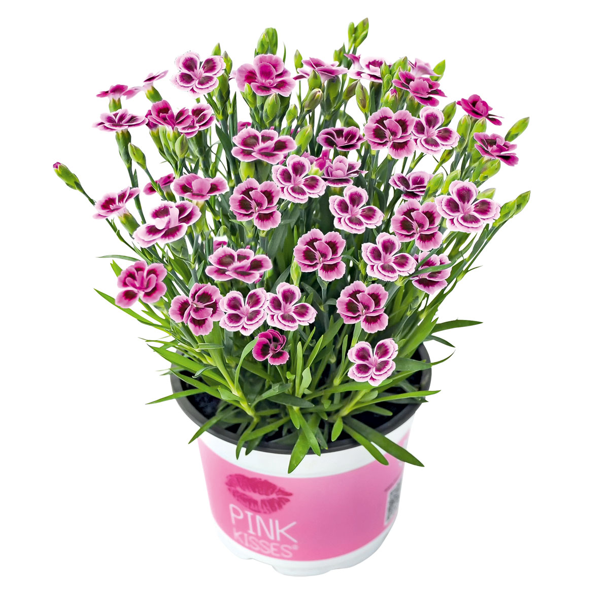 Plantiflor  Prinzess-Nelke Pink Kisses Topf- Durchmesser 12 cm Bild 2