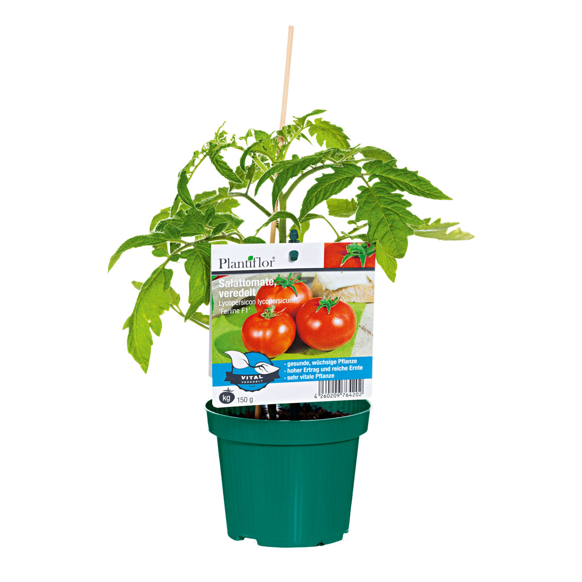 Plantiflor Veredelte Salattomate Topf Durchmesser 12 cm Bild 1