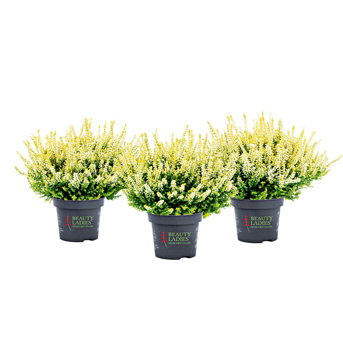 Knospenblüher Beauty Ladies Topf- Durchmesser 11 cm