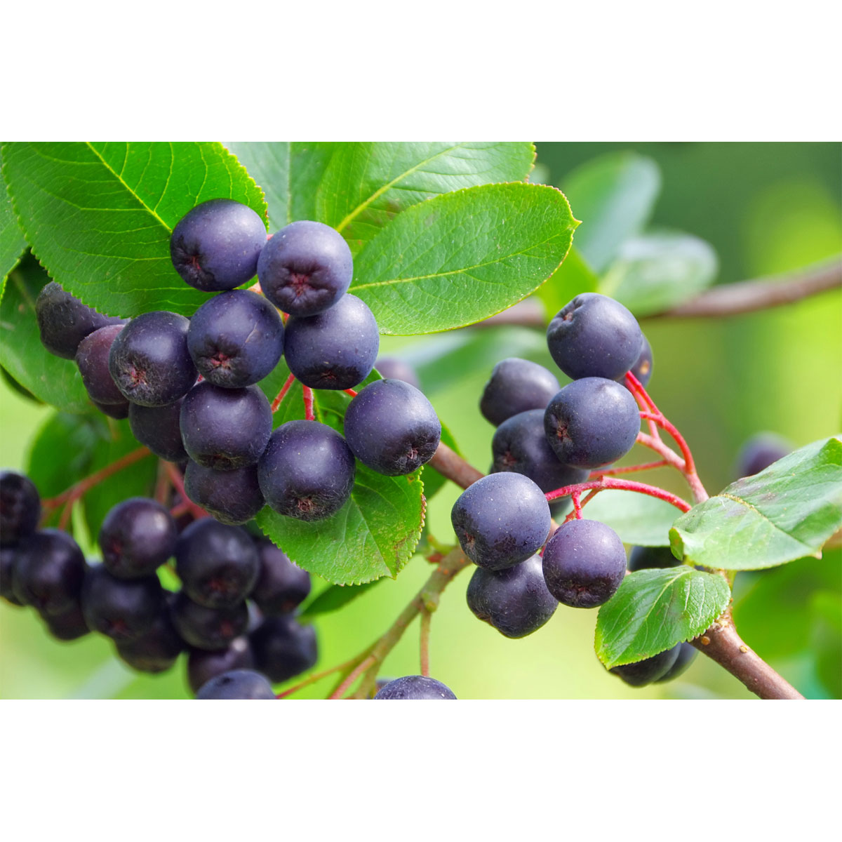 Plantiflor Schwarze Apfelbeere Topf Durchmesser 17 cm