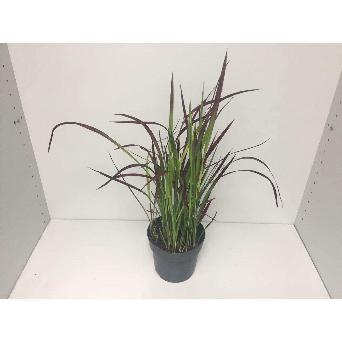 Plantiflor  Japanisches Blutgras Red Baron P14