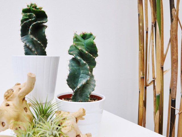 Loft_Badezimmerpflanzen