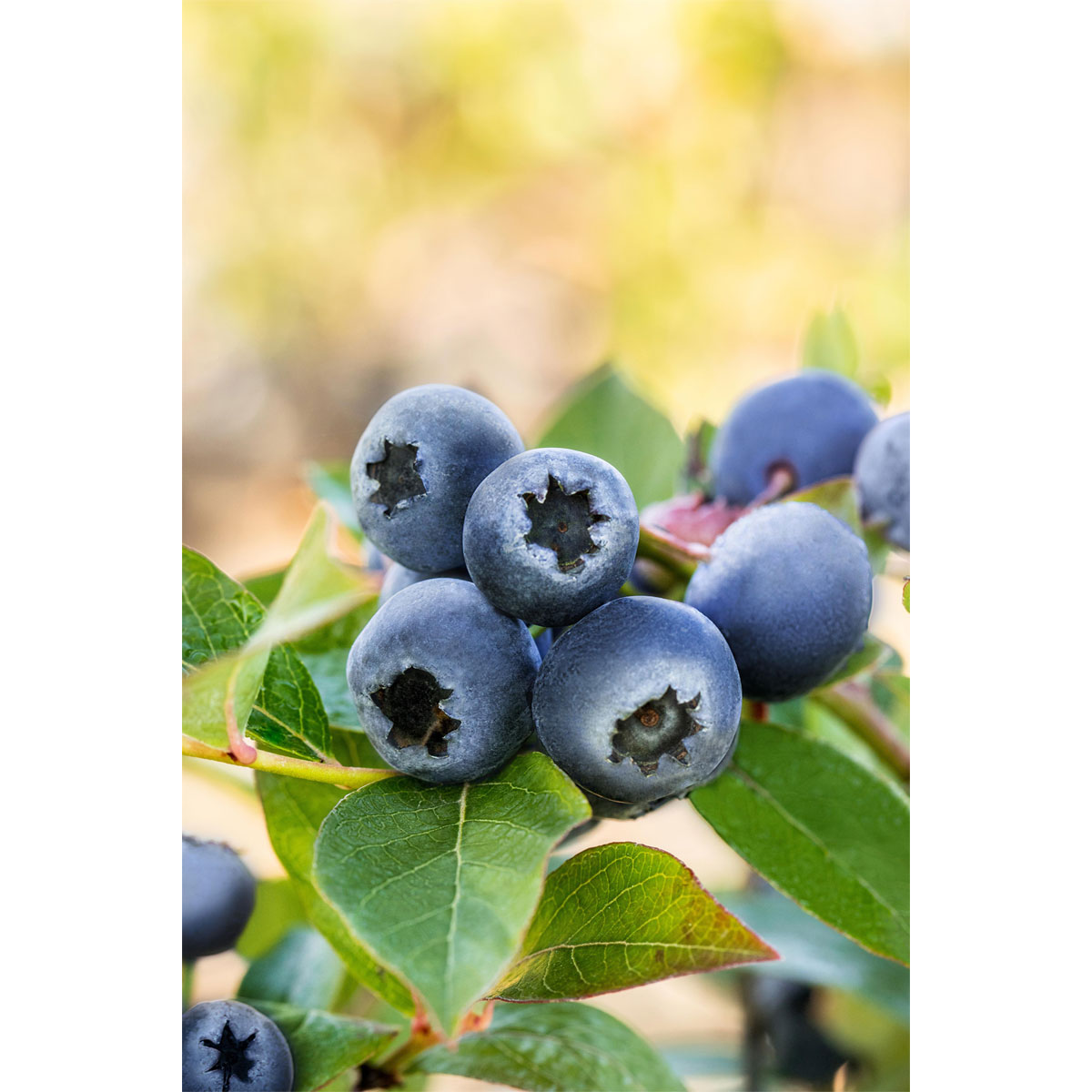 Plantiflor Heidelbeere Topf Durchmesser 17 cm